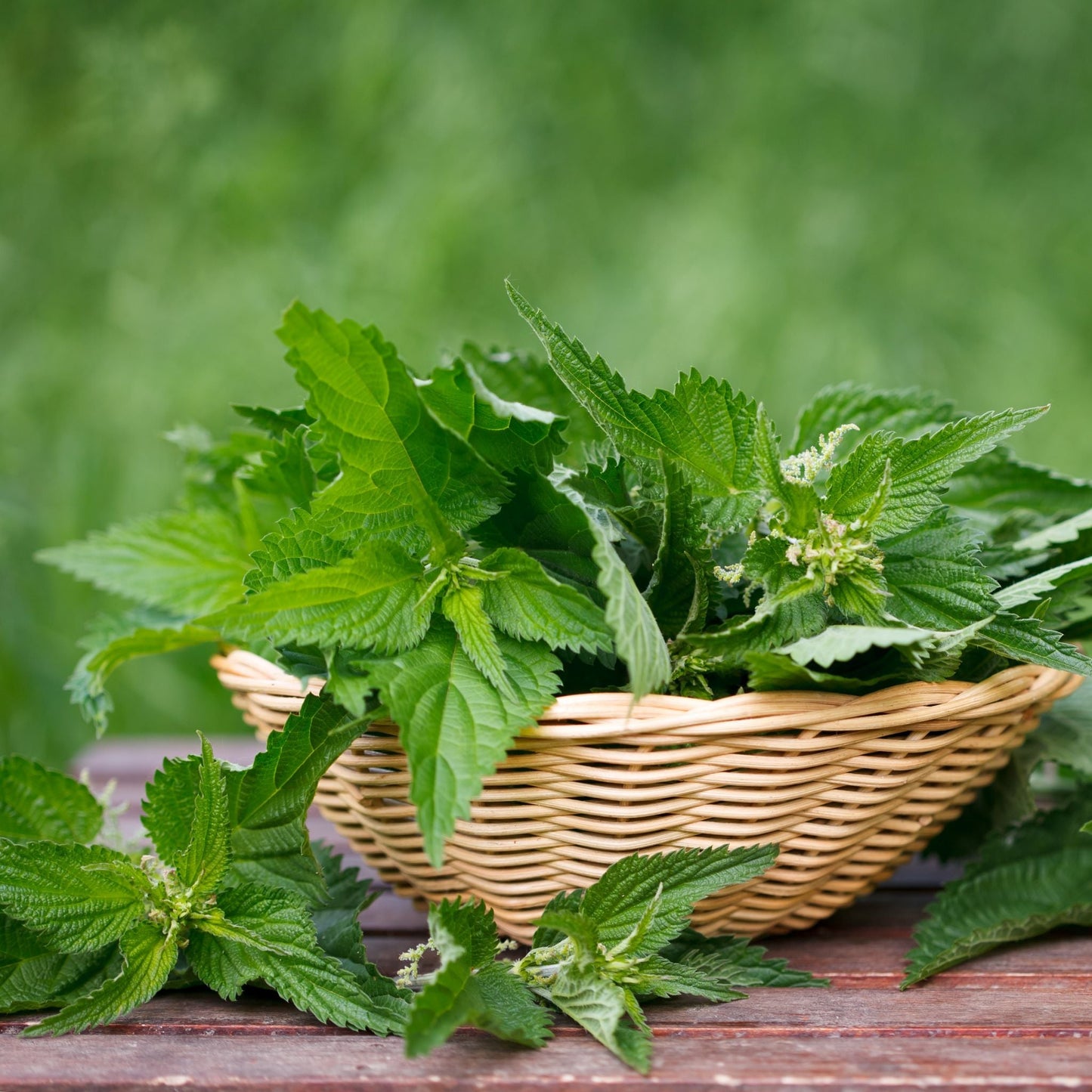 Wild Stinging Nettle Elixir